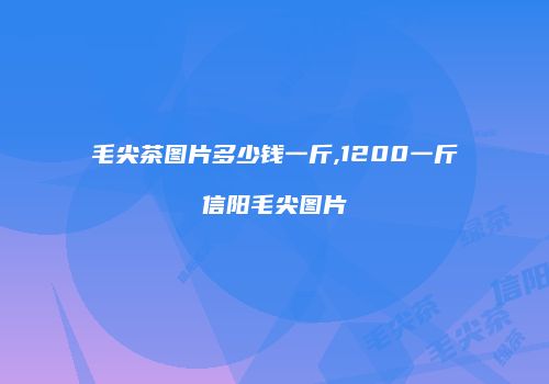毛尖茶图片多少钱一斤,1200一斤信阳毛尖图片