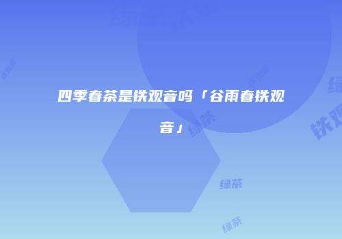 四季春茶是铁观音吗「谷雨春铁观音」