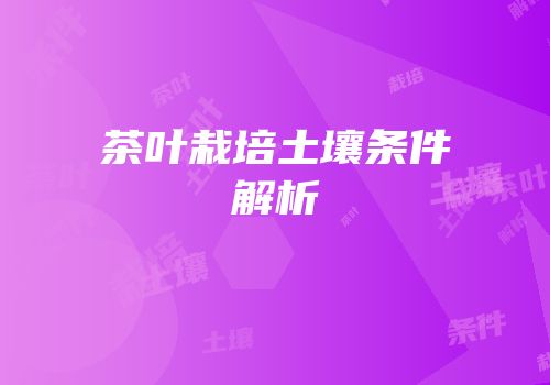 茶叶栽培土壤条件解析