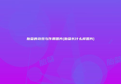 胎菊的功效与作用图片(胎菊长什么样图片)