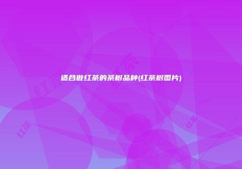 适合做红茶的茶树品种(红茶树图片)