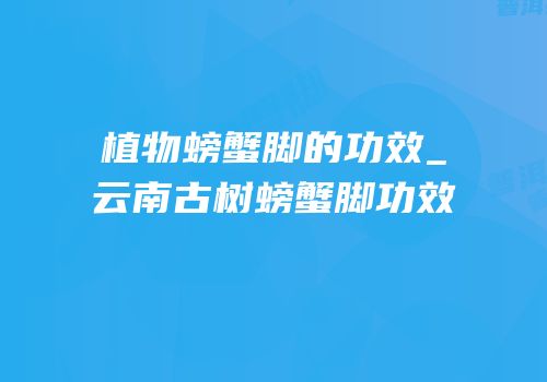 植物螃蟹脚的功效_云南古树螃蟹脚功效