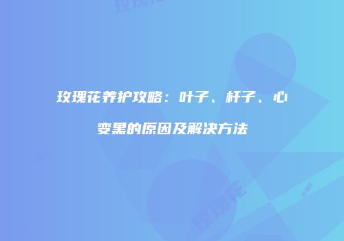 玫瑰花养护攻略：叶子、杆子、心变黑的原因及解决方法