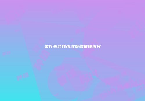 茶叶光合作用与种植管理探讨