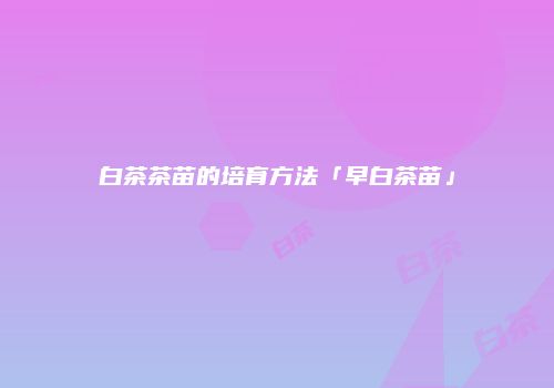 白茶茶苗的培育方法「早白茶苗」