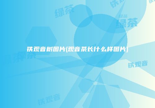 铁观音树图片(观音茶长什么样图片)