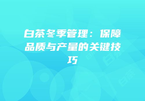 白茶冬季管理：保障品质与产量的关键技巧