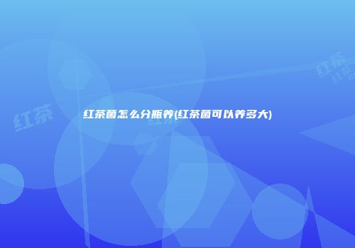 红茶菌怎么分瓶养(红茶菌可以养多大)