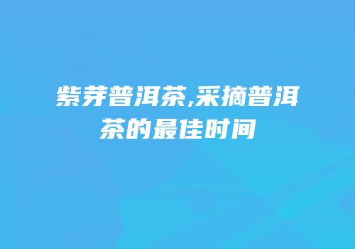 紫芽普洱茶,采摘普洱茶的最佳时间