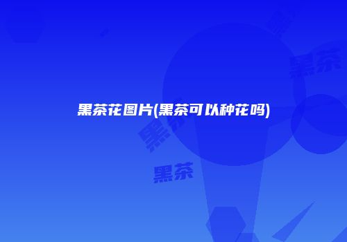 黑茶花图片(黑茶可以种花吗)