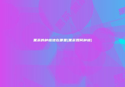 黑茶的种植地在哪里(黑茶如何种植)