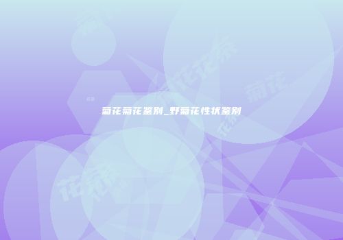 菊花菊花鉴别_野菊花性状鉴别