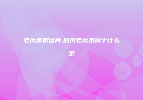 老鹰茶树图片,四川老鹰茶属于什么茶