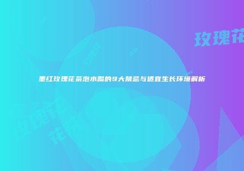 墨红玫瑰花茶泡水喝的9大禁忌与适宜生长环境解析