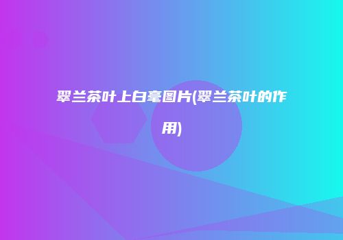 翠兰茶叶上白毫图片(翠兰茶叶的作用)
