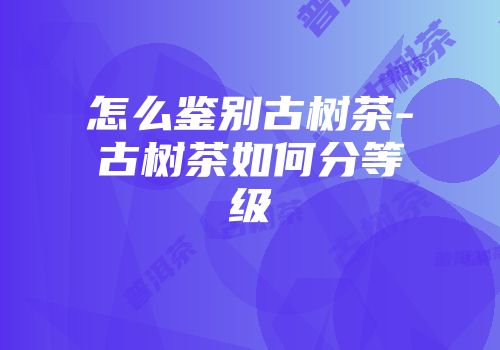怎么鉴别古树茶-古树茶如何分等级