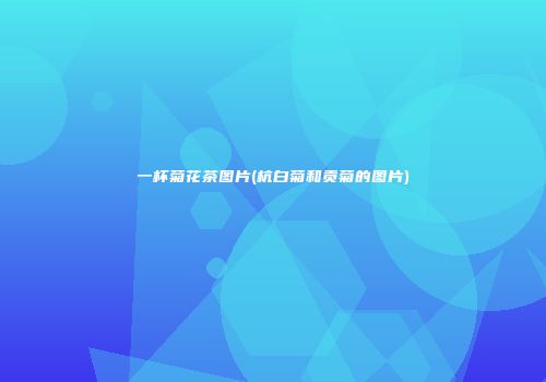 一杯菊花茶图片(杭白菊和贡菊的图片)
