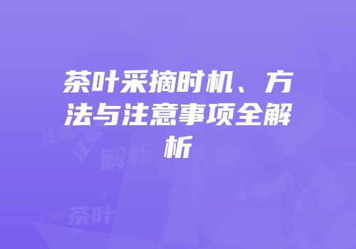 茶叶采摘时机、方法与注意事项全解析