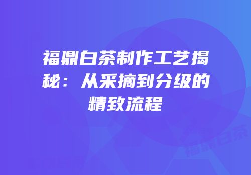 福鼎白茶制作工艺揭秘：从采摘到分级的精致流程