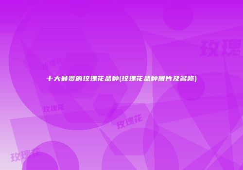 十大最贵的玫瑰花品种(玫瑰花品种图片及名称)