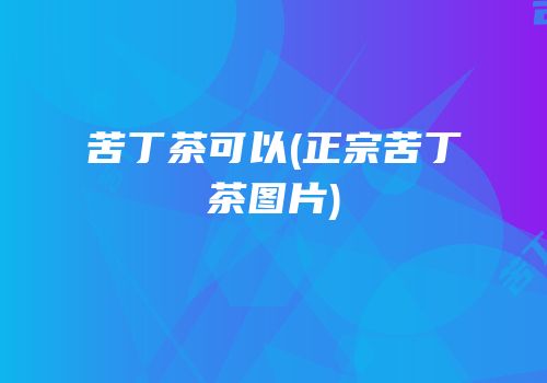 苦丁茶可以(正宗苦丁茶图片)