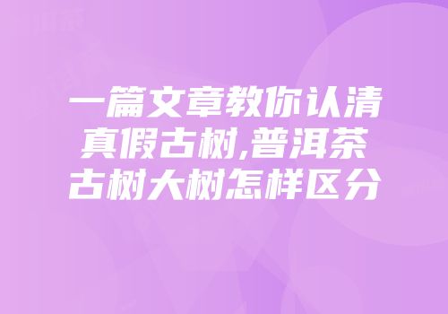 一篇文章教你认清真假古树,普洱茶古树大树怎样区分