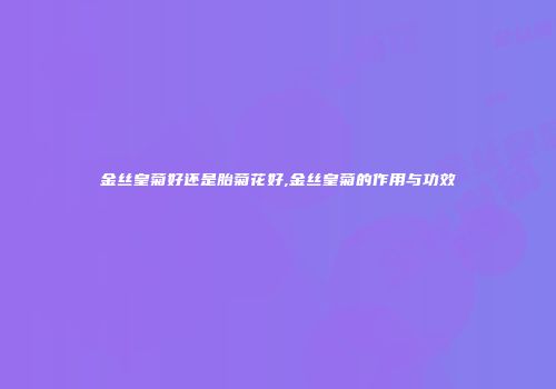 金丝皇菊好还是胎菊花好,金丝皇菊的作用与功效