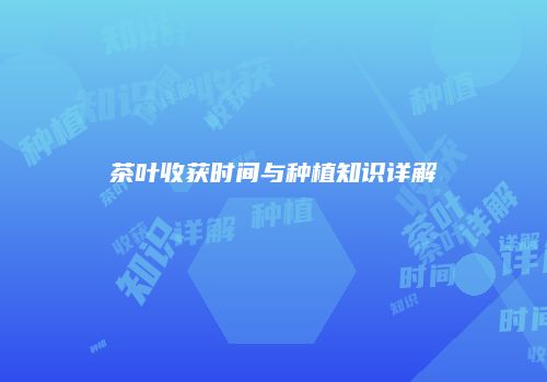 茶叶收获时间与种植知识详解