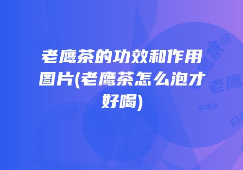 老鹰茶的功效和作用图片(老鹰茶怎么泡才好喝)