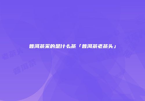 普洱茶采的是什么茶「普洱茶老茶头」