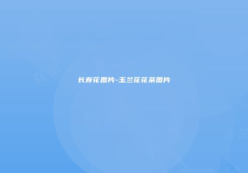 长寿花图片-玉兰花花茶图片
