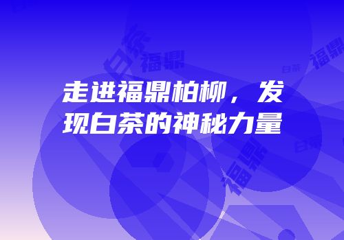 走进福鼎柏柳，发现白茶的神秘力量