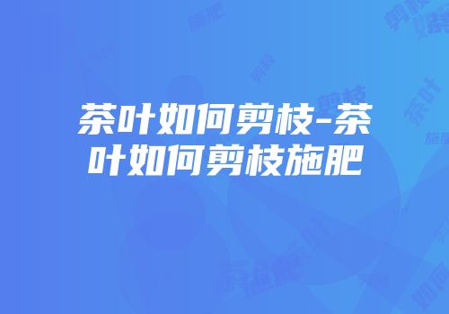 茶叶如何剪枝-茶叶如何剪枝施肥