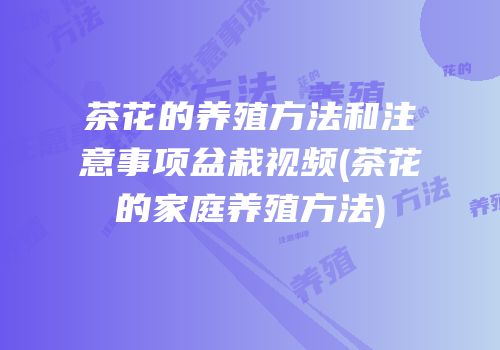 茶花的养殖方法和注意事项盆栽视频(茶花的家庭养殖方法)