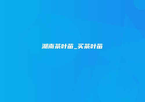 湖南茶叶苗_买茶叶苗