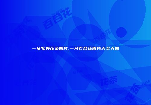 一朵牡丹花茶图片,一只百合花图片大全大图