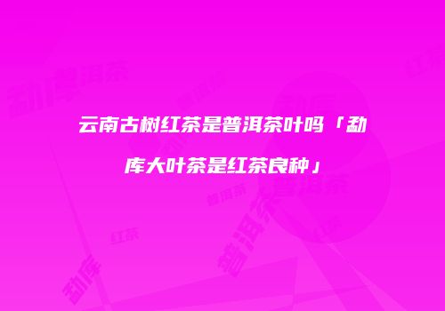 云南古树红茶是普洱茶叶吗「勐库大叶茶是红茶良种」