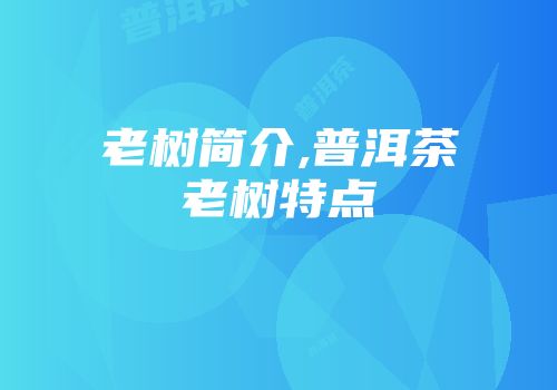 老树简介,普洱茶老树特点