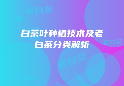 白茶叶种植技术及老白茶分类解析