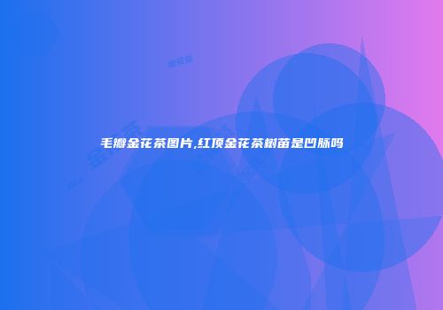 毛瓣金花茶图片,红顶金花茶树苗是凹脉吗