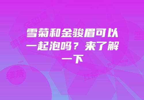 雪菊和金骏眉可以一起泡吗？来了解一下