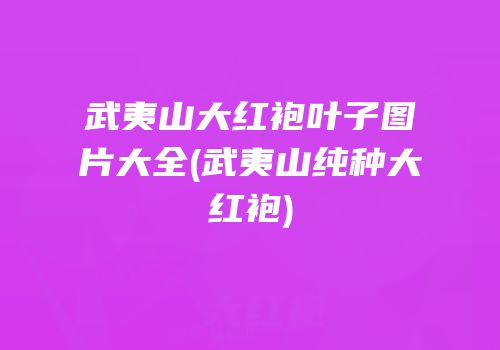 武夷山大红袍叶子图片大全(武夷山纯种大红袍)