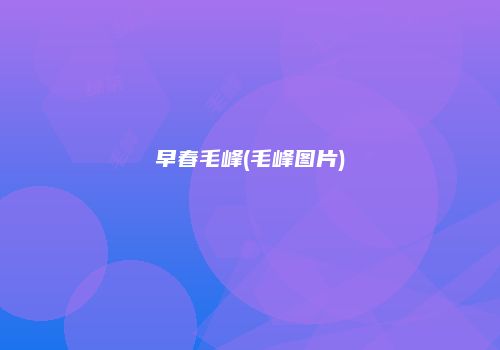 早春毛峰(毛峰图片)