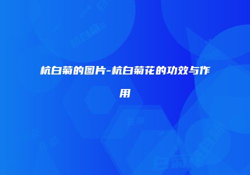 杭白菊的图片-杭白菊花的功效与作用