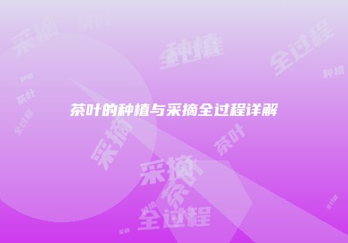 茶叶的种植与采摘全过程详解
