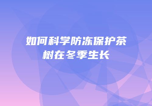 如何科学防冻保护茶树在冬季生长