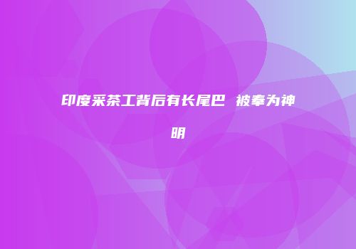 印度采茶工背后有长尾巴 被奉为神明