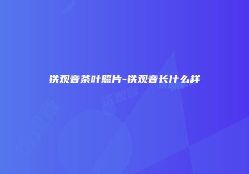 铁观音茶叶照片-铁观音长什么样