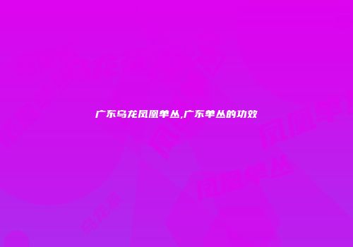 广东乌龙凤凰单丛,广东单丛的功效
