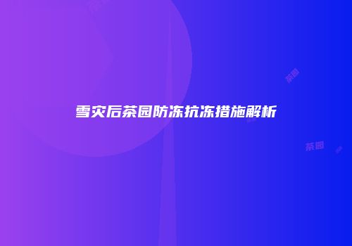 雪灾后茶园防冻抗冻措施解析